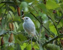 01 Weisser Hausrotschwanz